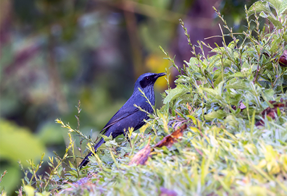 Blue Mockingbird in Jalisco by Rachel Hopper